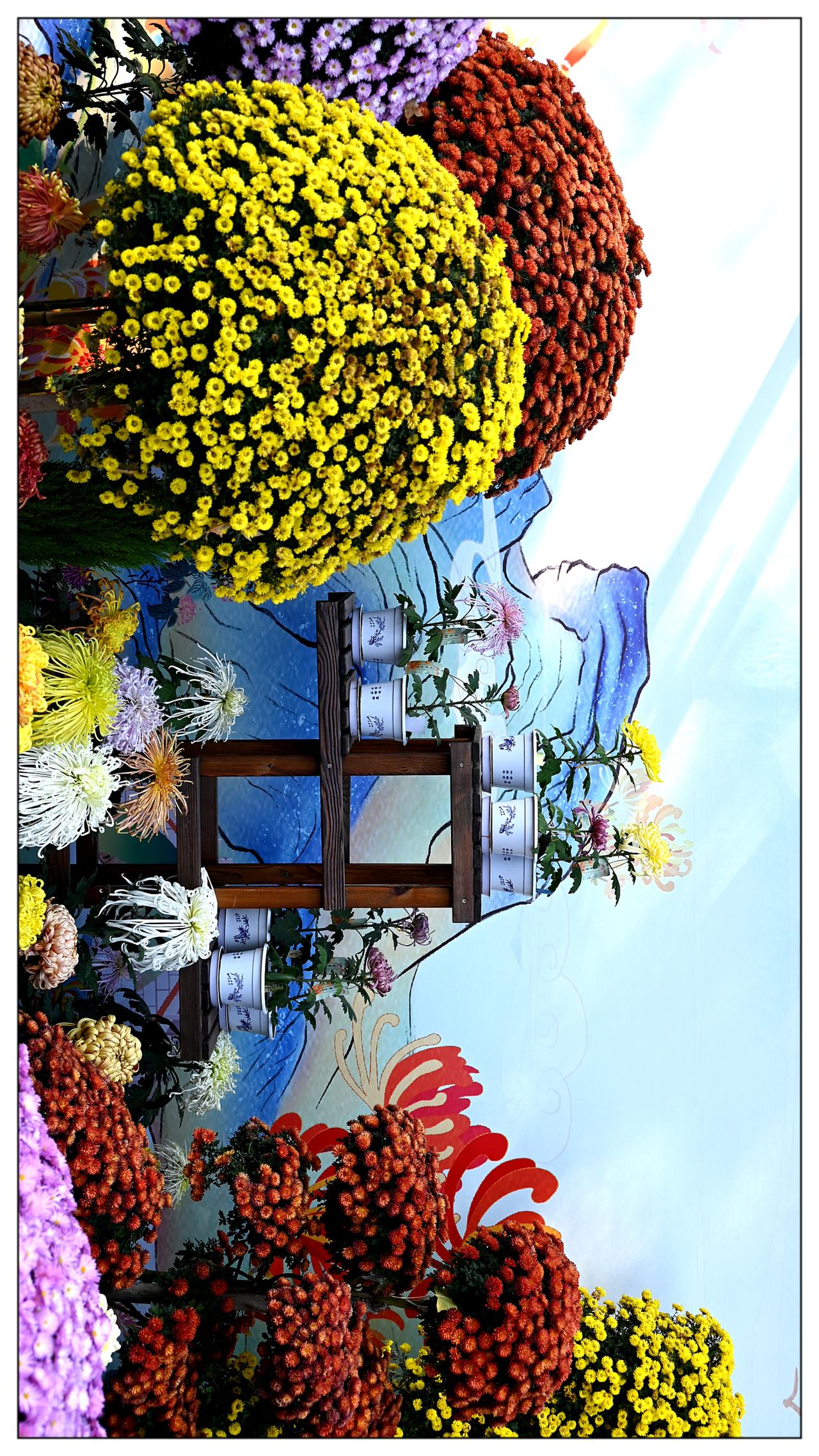 中山菊花