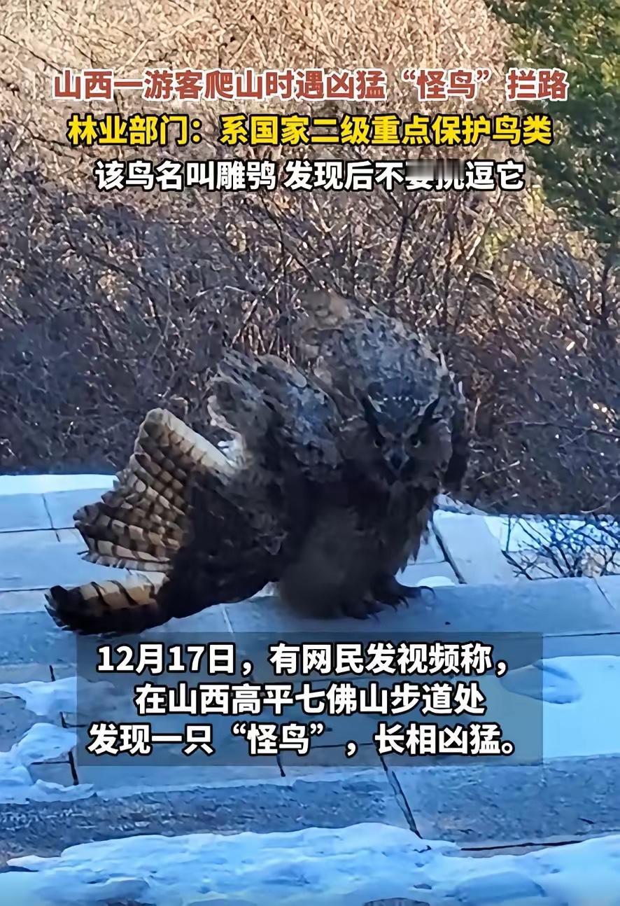 山西，一男子去爬山，结果走步梯时突然发现前面有一只怪鸟，长相异常凶猛，虽然不清楚