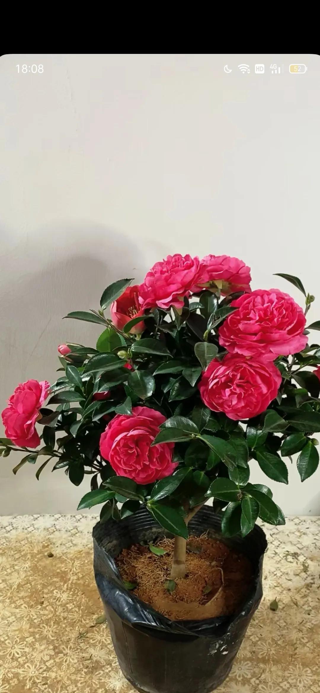 花开满盆，芬芳四溢。