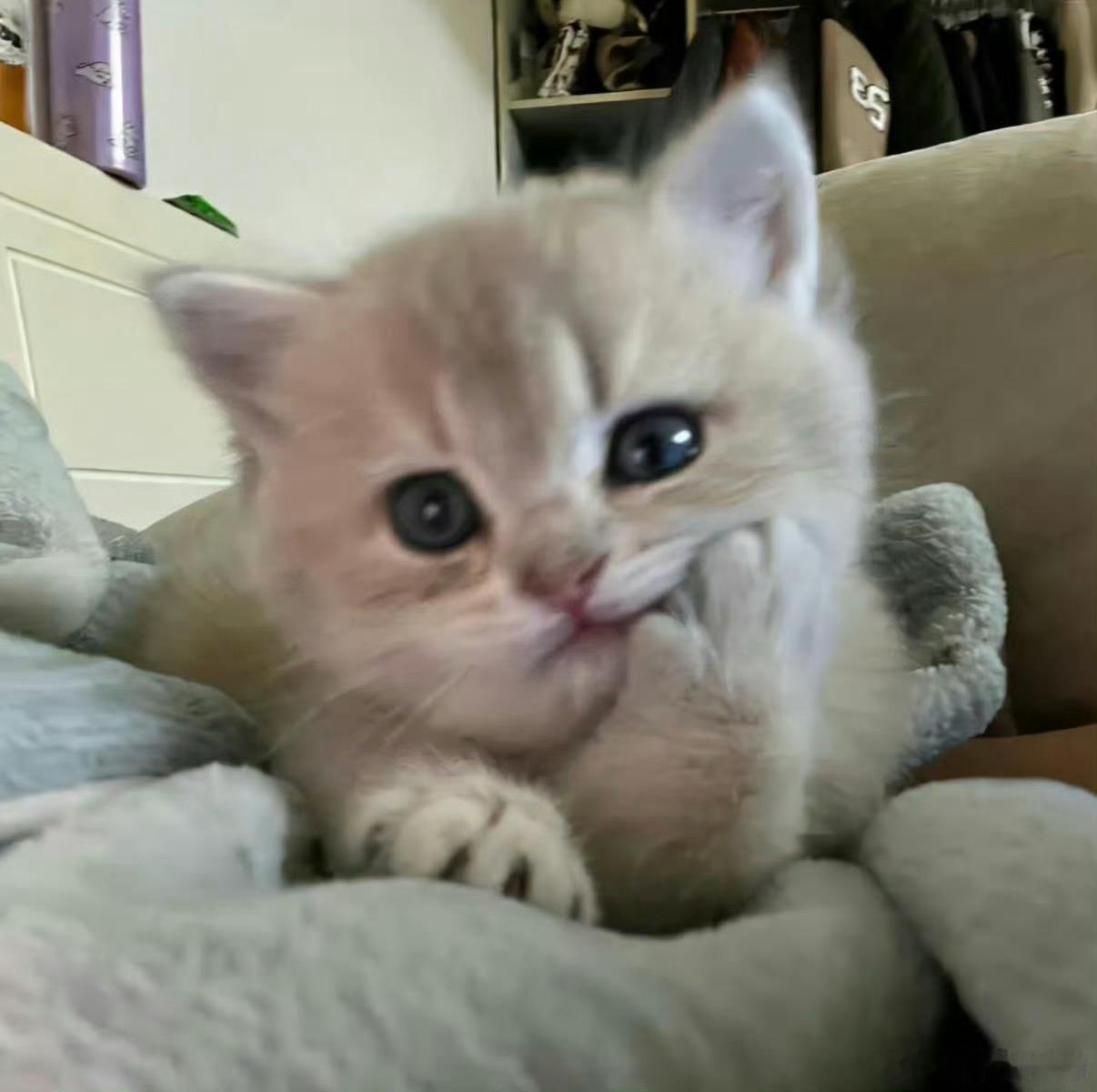 肖战cos猫咪摔倒！怎么能这么像！啊啊啊啊啊我来接[拜托]肖战就这样cos猫咪摔