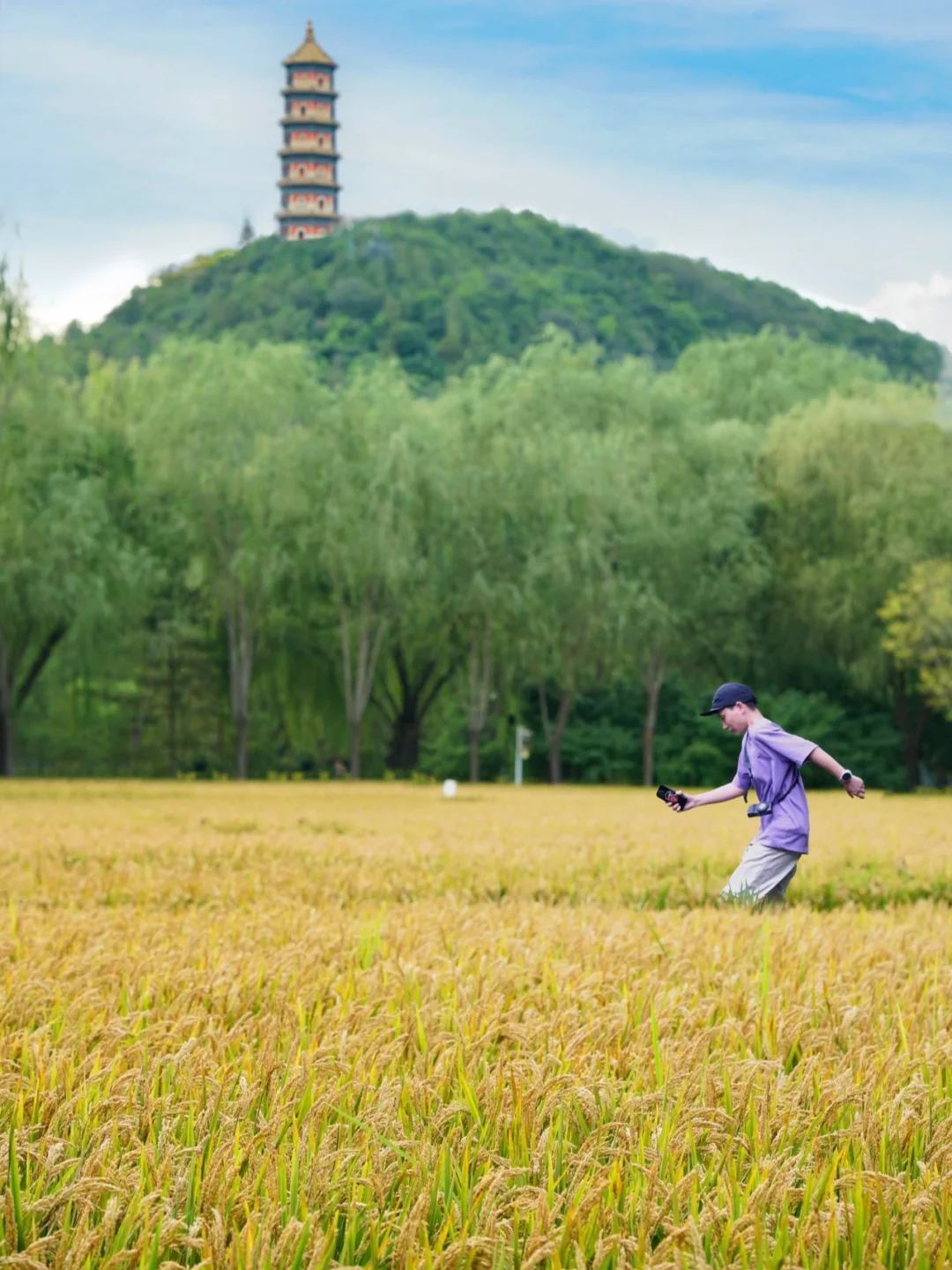 北京公园里的稻田🌾9月丰收啦❗西郊线🚇可冲