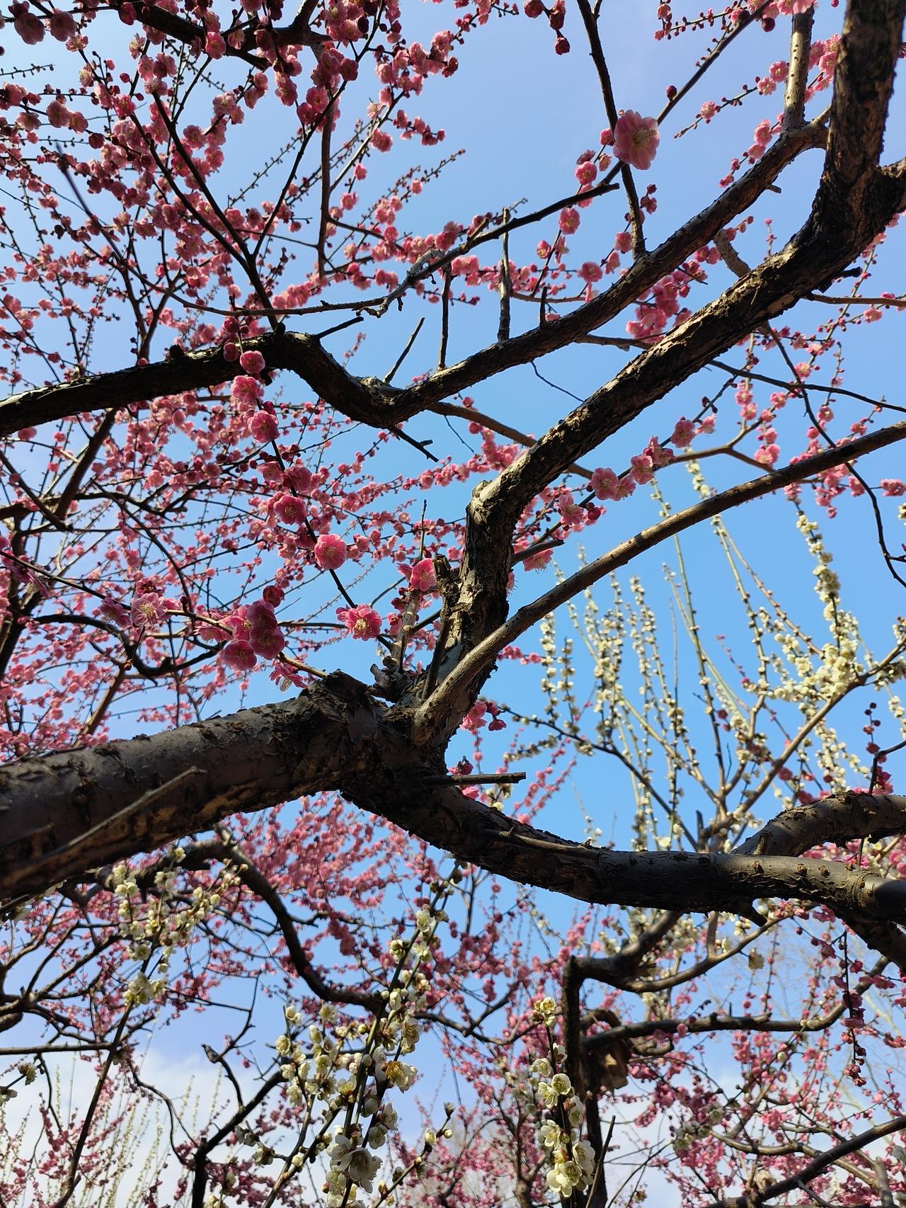 春日随手拍实景图分享！

花花世界迷人眼~🌸🌸🌸🌸
