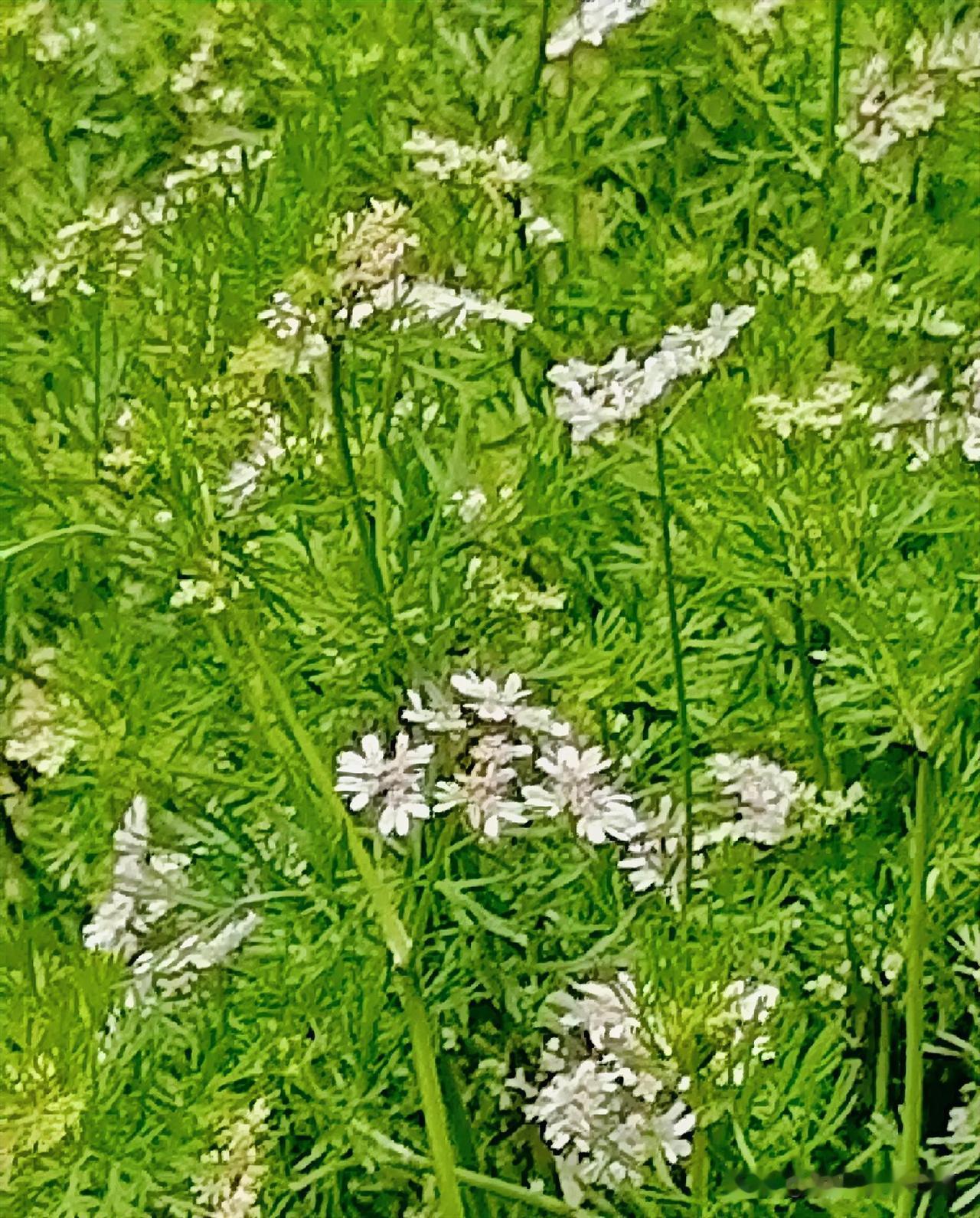 《一片香菜开了花（李林4月18日摄于汉中城固）》