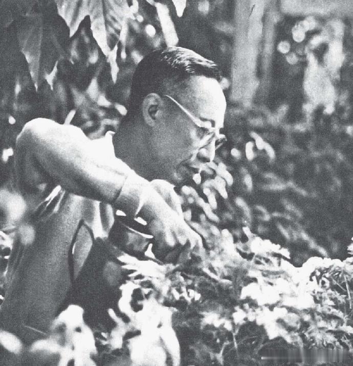 1960年，在北京植物园工作时期的溥仪 