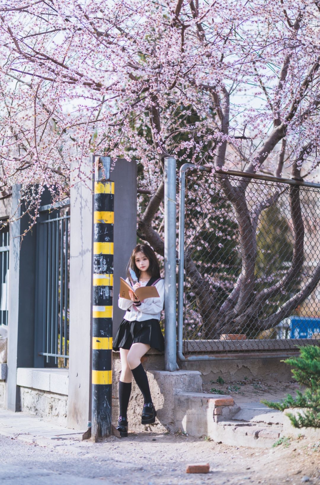 今年的sakura🌸会是什么样的