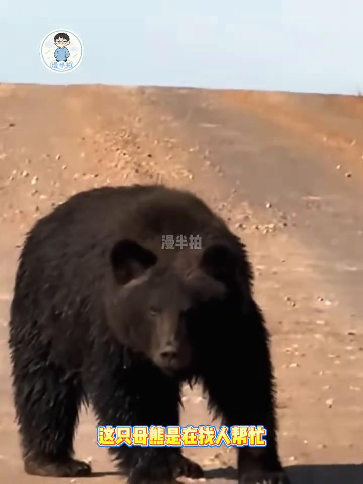 母熊直直朝驾驶座冲过来，大叔握着方向盘的手全是冷汗，它没有撕咬，只是把前爪搭在车