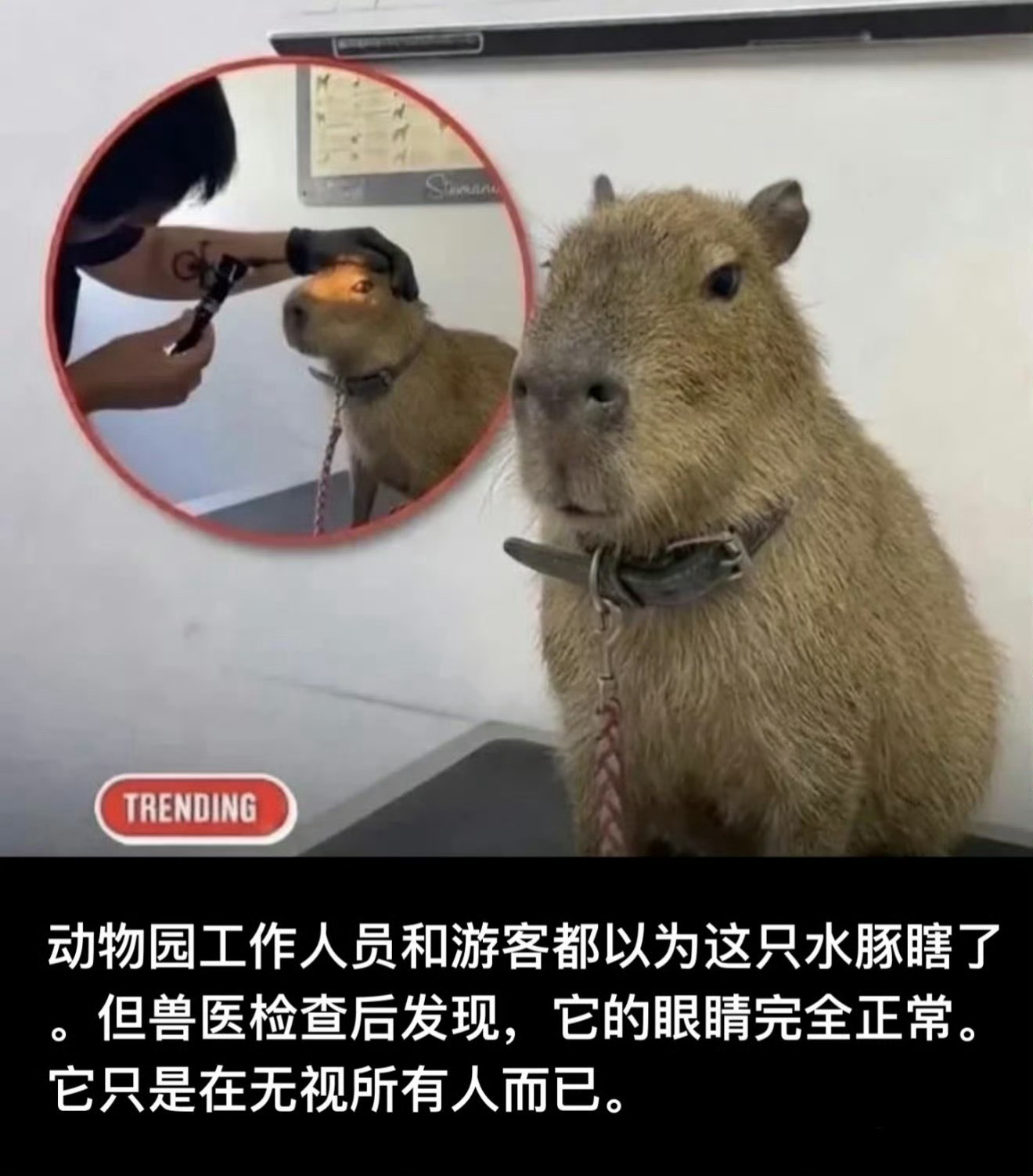 严肃学习卡皮巴拉人生态度：严肃学习卡皮巴拉人生态度