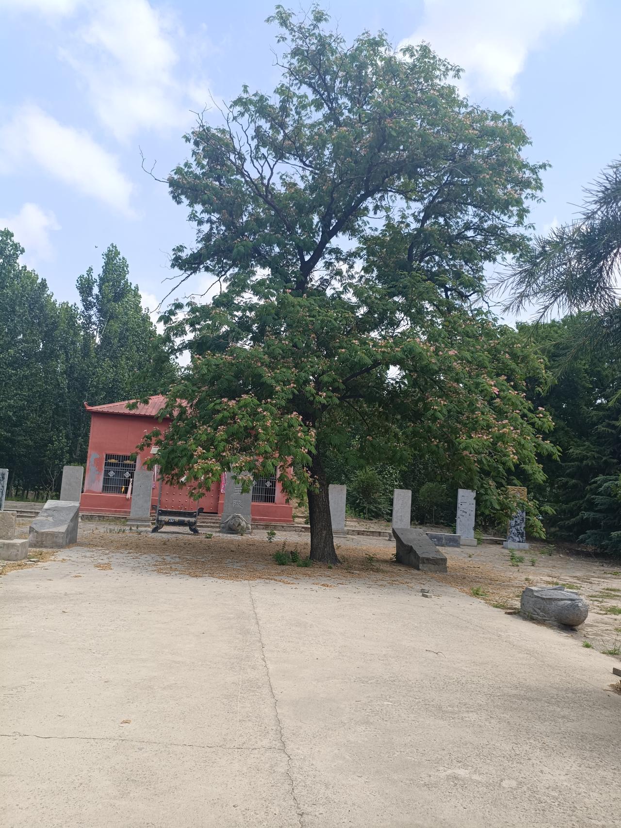 曹县汤王陵内的绒花树和皂荚树

这两棵古树树龄约310年。2026年6月15日拍