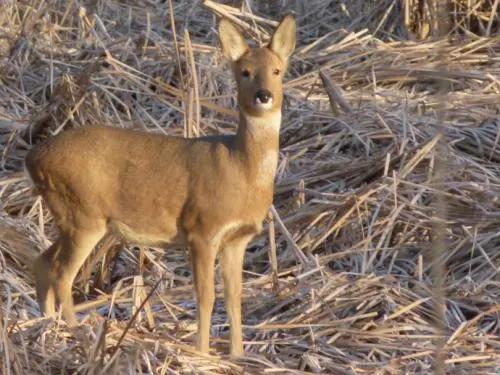 七十年代，我上山砍柴禾，听见不远处挺大的动静，我拎着斧子过去了，一看是只大狍子上