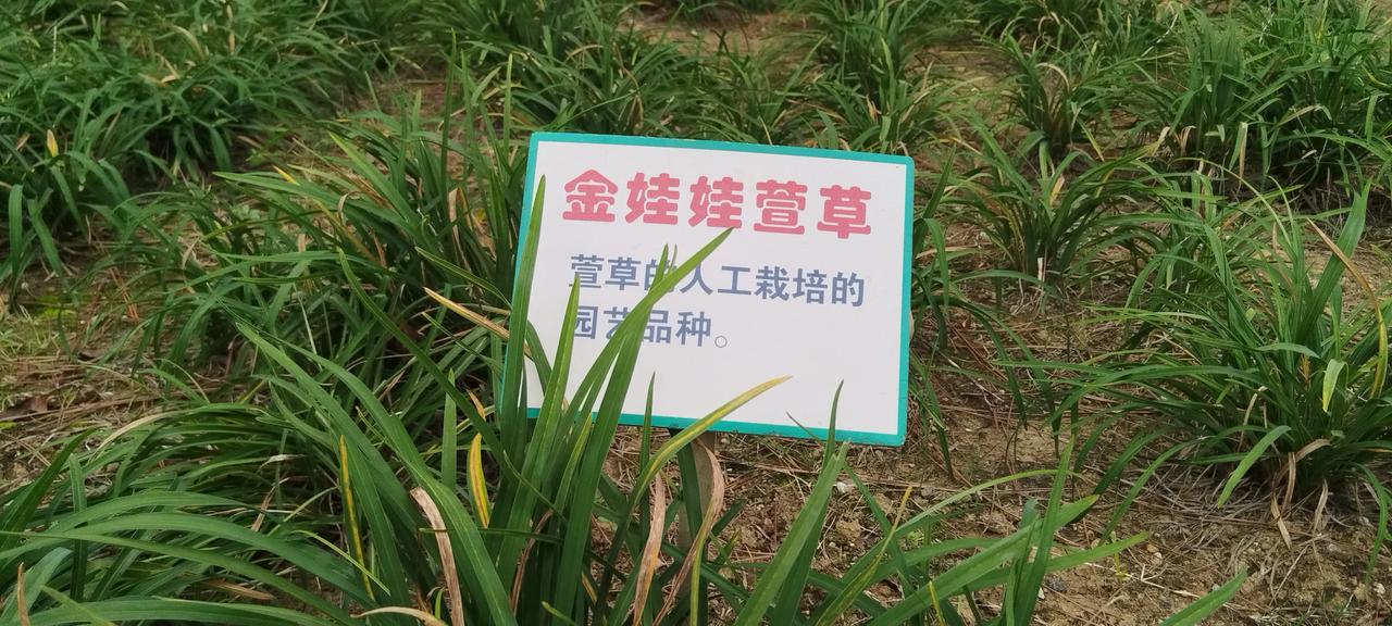 #随拍绿色植物🌱#
