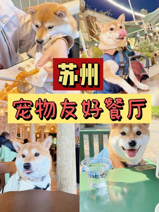 📍苏州宠物友好餐厅盘点