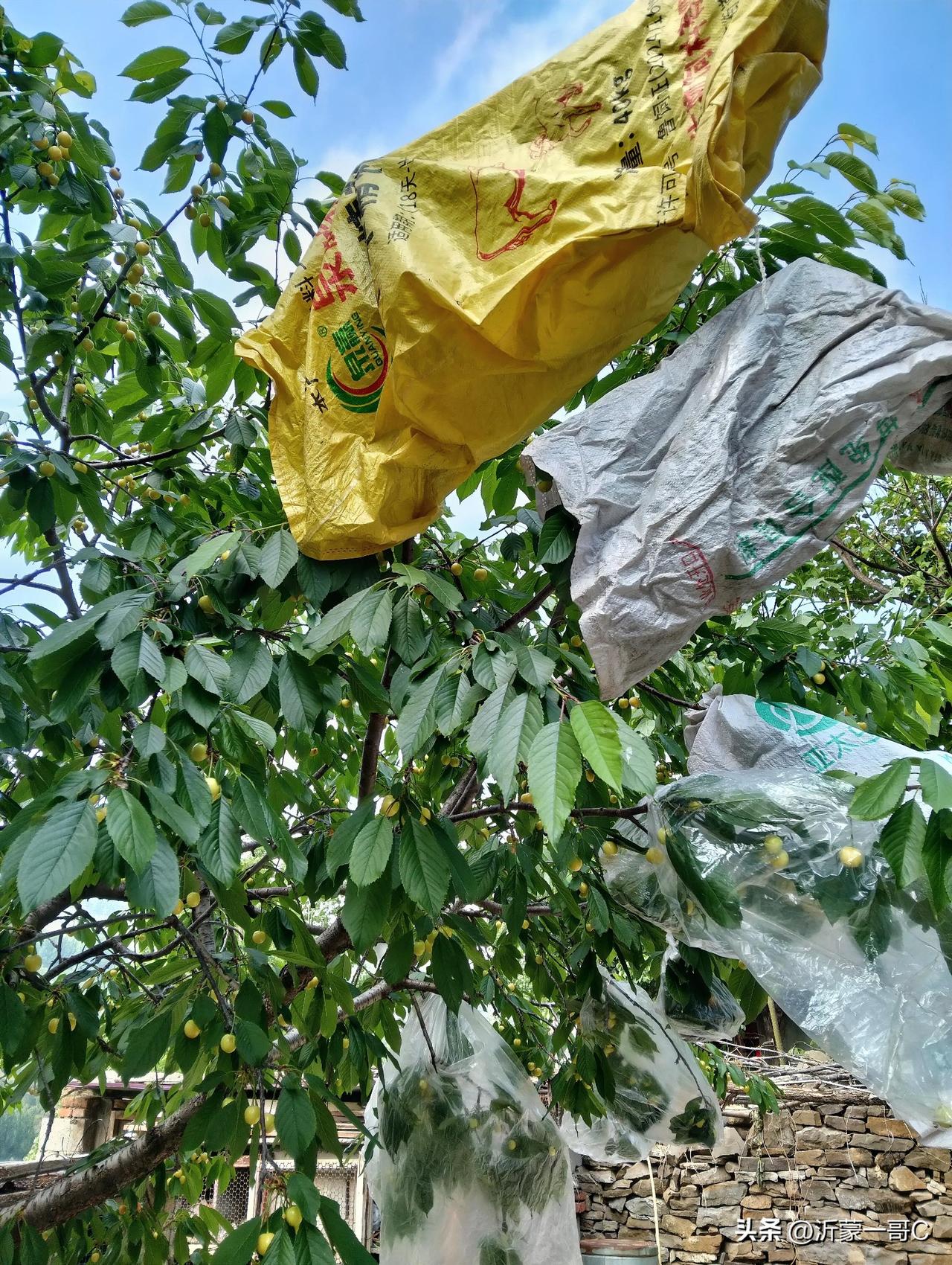 太气人了！我家樱桃让鸟快啄完了，樱桃还不熟，一群鸟就来了，我没有买网子罩上，只能