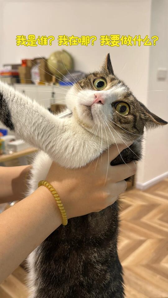 今日份小呆猫