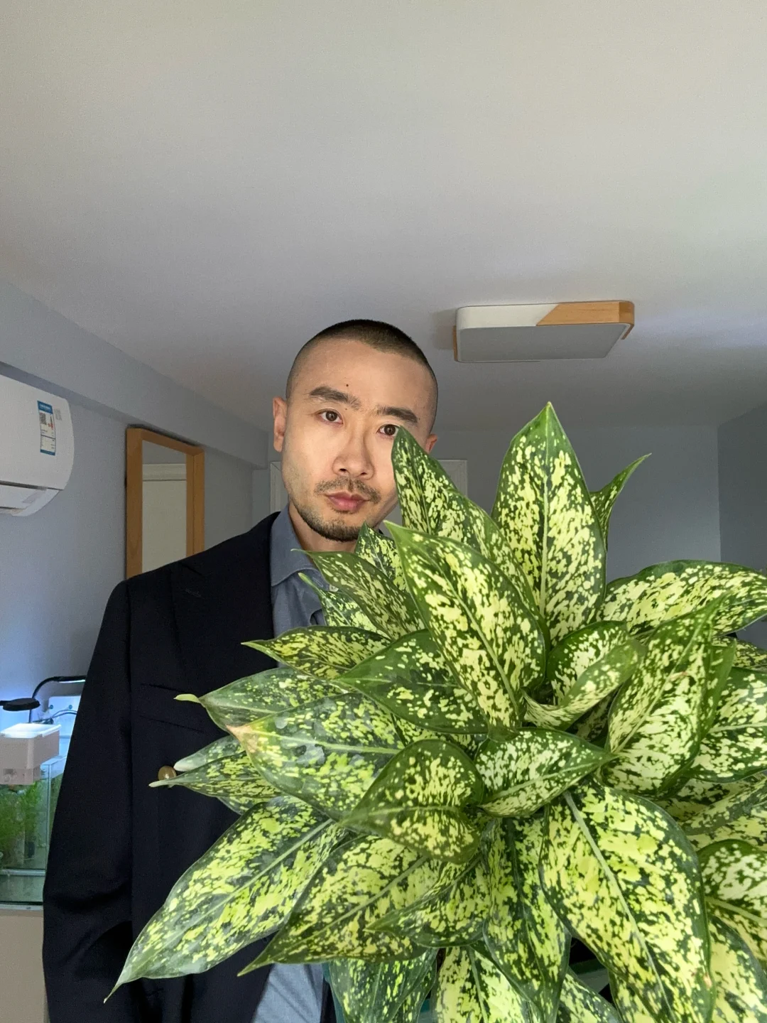 翡翠万年青