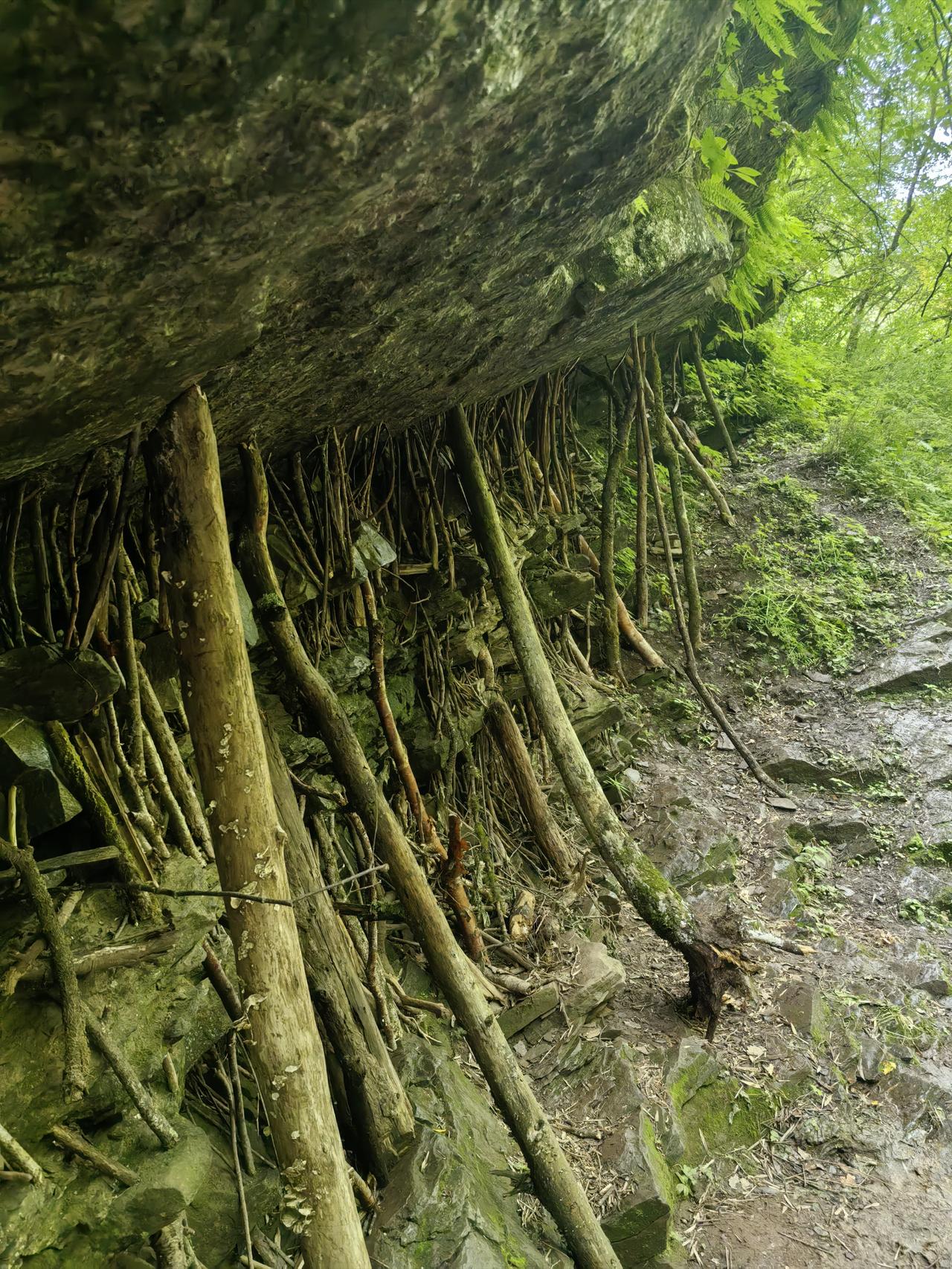 全靠这些树棍支撑着大山[笑哭]