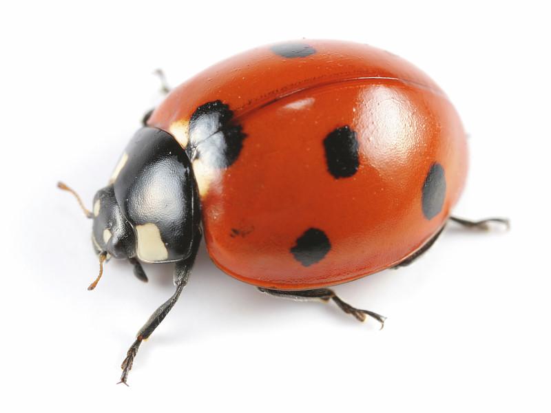 🐞 七星瓢虫（农田益虫）长这样👇
✨ 一眼分清特征
1. 斑点数量：背部一共