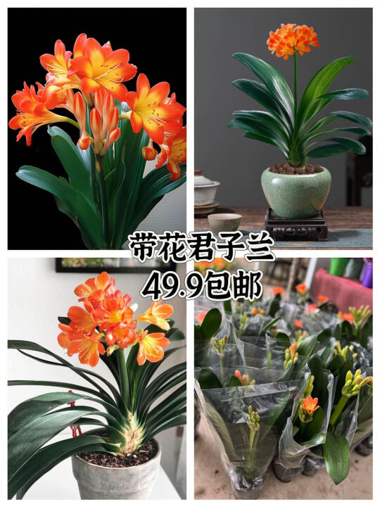 49.9元包邮！带花君子兰，优雅家居必备！