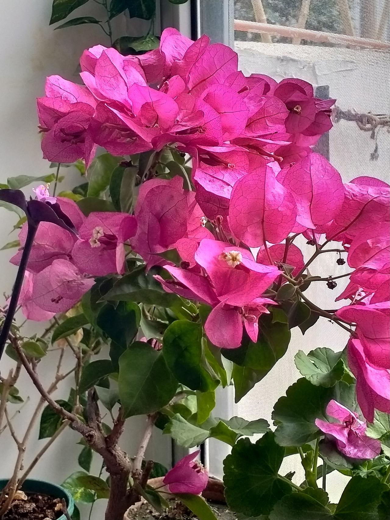 三角梅的精神太可贵了👍