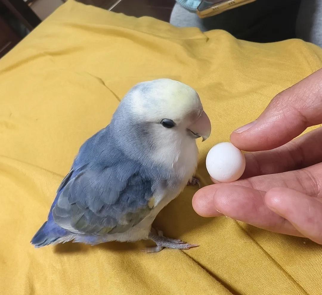 天哪！它居然下了个蛋！当初买的时候店家说是公的，我一直当儿子养，没想到今天回家竟