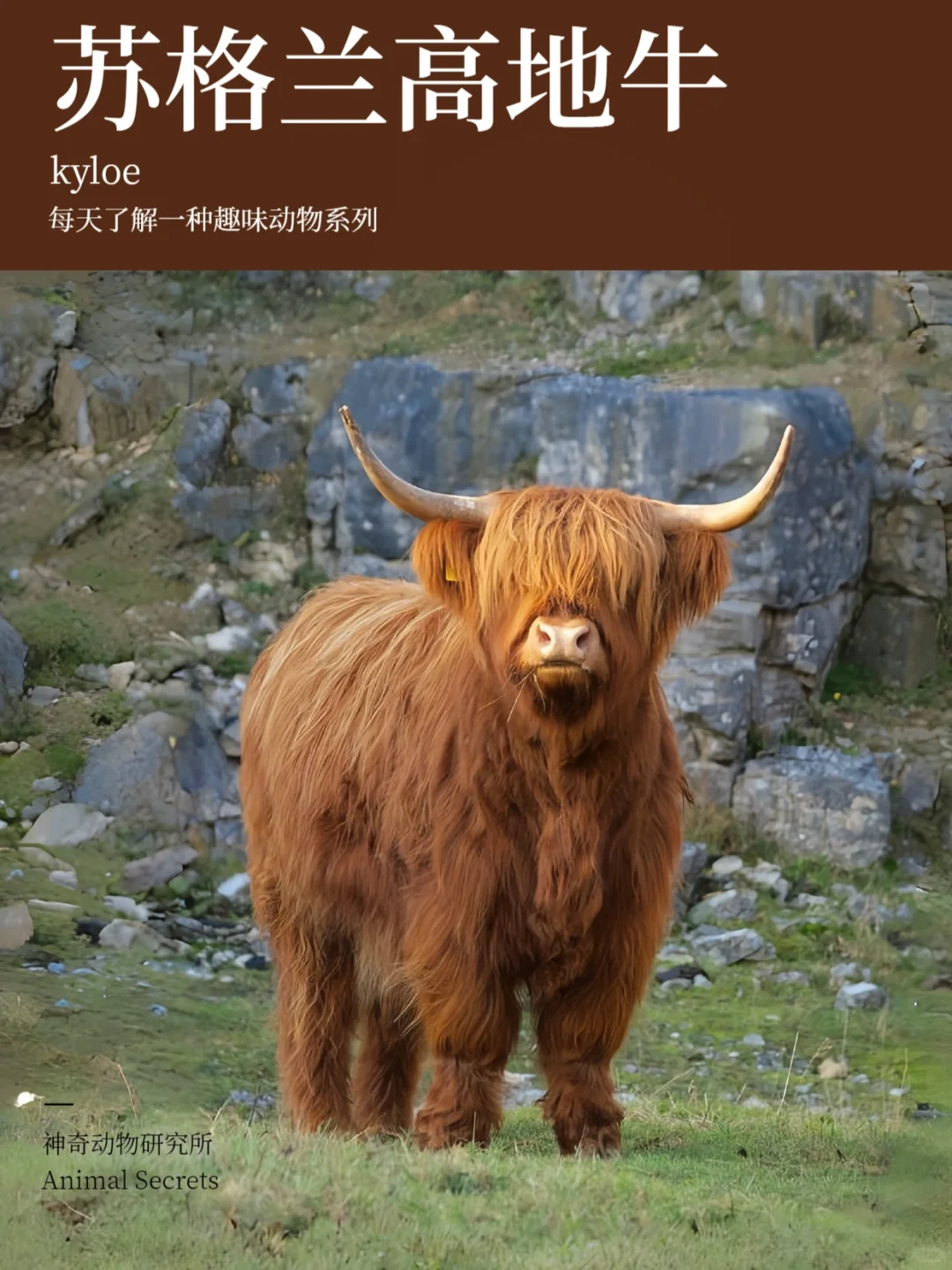 每天了解一种趣味动物👀苏格兰高地牛