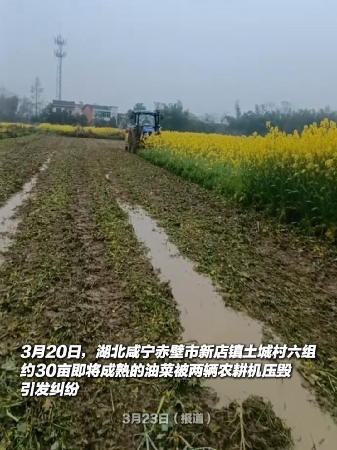 今年这是要和油菜杠上了？先是多地出现油菜花期无端喷洒农药，导致大量蜜蜂受损，现在