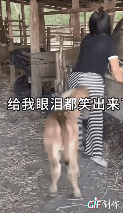 凭什么让他先吃啊！
小牛见主人先给圈栏里的牛喂草吃，十分生气！就从后面顶了一下主