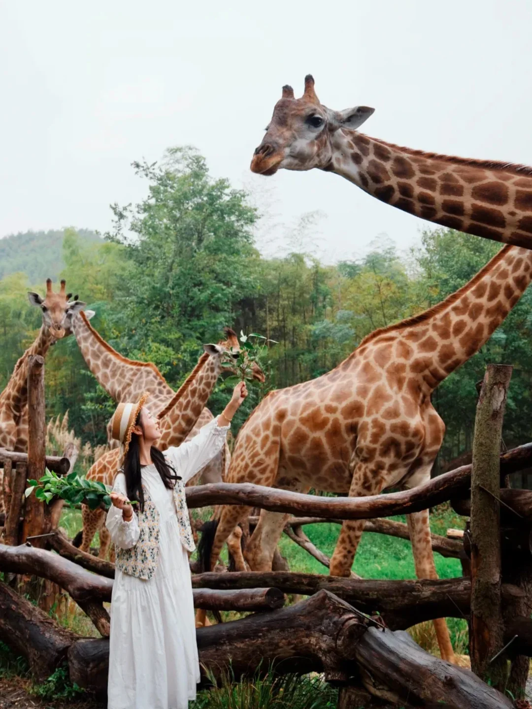 🎉湖州必去！长颈鹿庄园🦒超全攻略