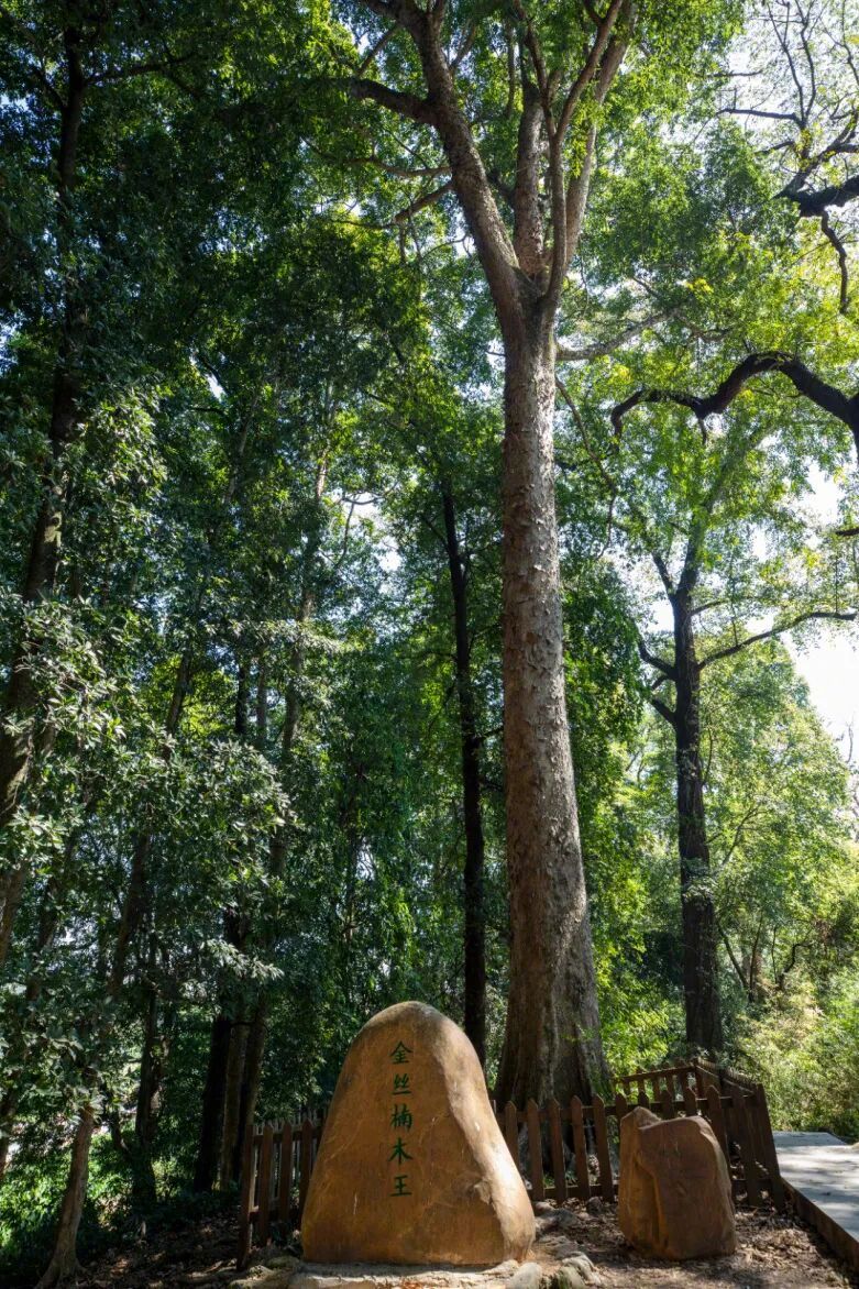 诗意黄姚自在广西 谁知道，在广西富川瑶族自治县，拥有保存完好的一片300多亩金丝