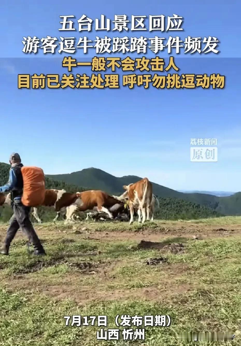 咋想的呢，登山徒步不好好的玩，非得去斗牛，这会可好反被牛围攻践踏。