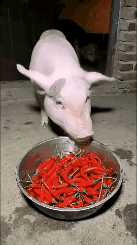 这辣椒应该不辣吧