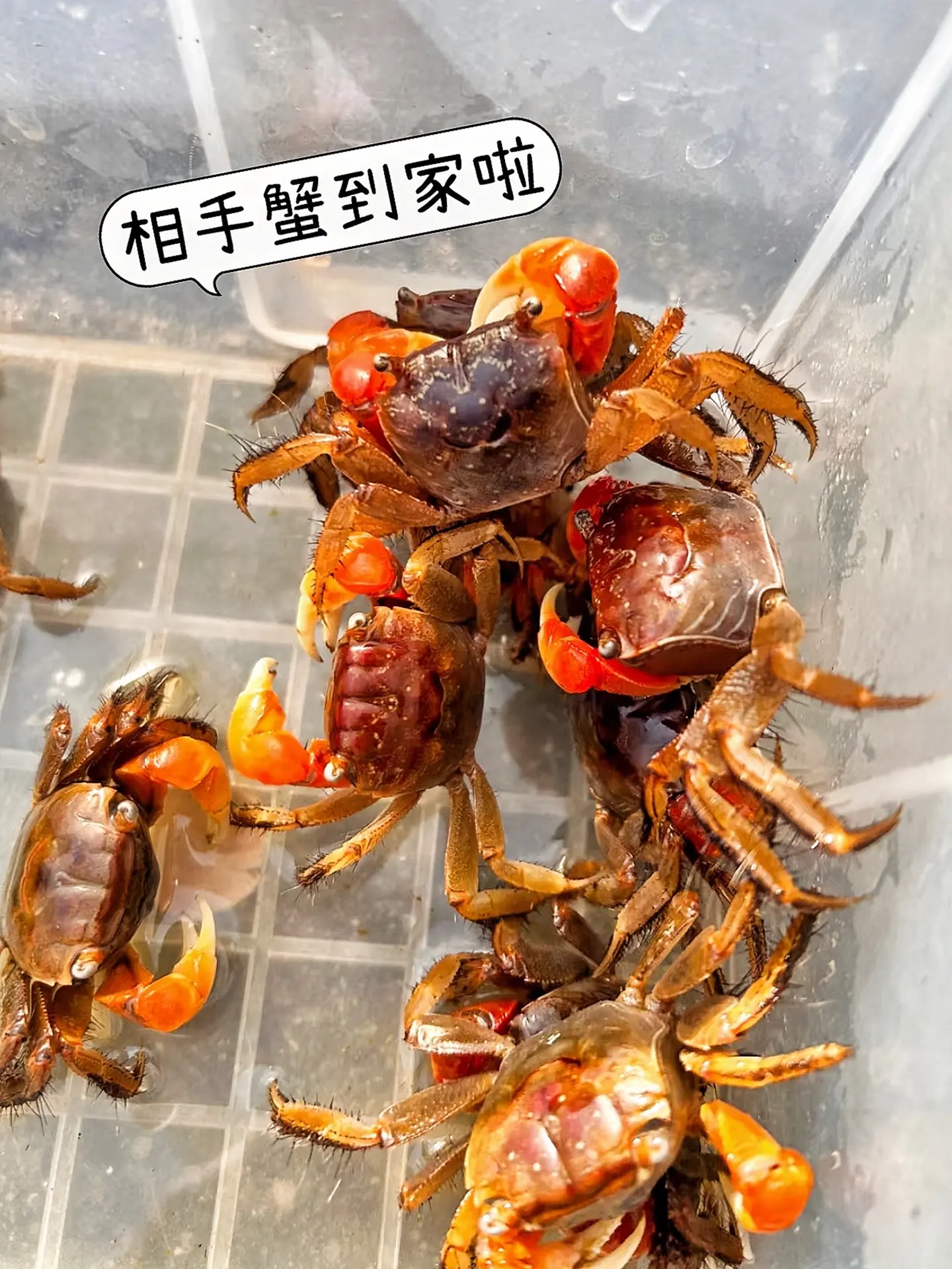 别再只盯着鱼啦！把相手蟹放进鱼缸，构建奇妙共生世界。它不仅不打扰鱼儿生...