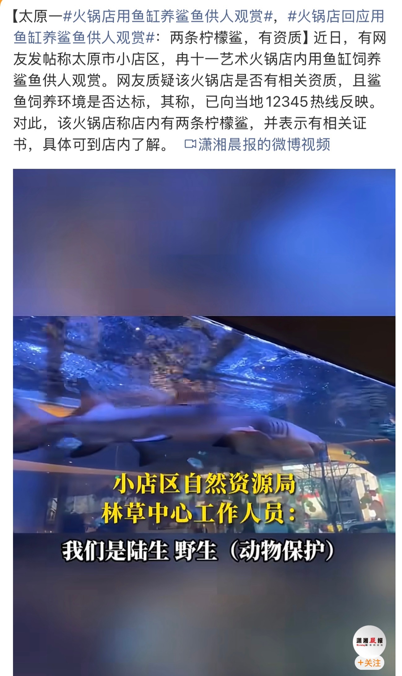 火锅店用鱼缸养鲨鱼供人观赏这。。。真的可以吗？ 