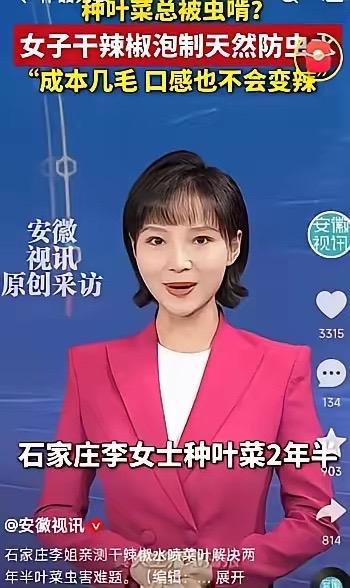 退休大妈种菜不用农药，一招辣椒水轻松除虫
 
在河北石家庄，一位退休的农村大姐，
