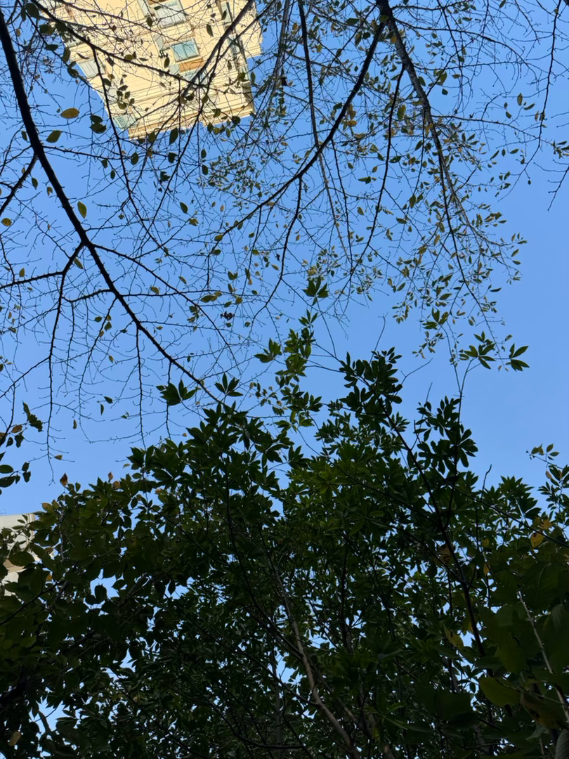 阳光已经褪去了高温带来的暑气，而秋风让下午的这个时刻变得非常美妙…… ​​​