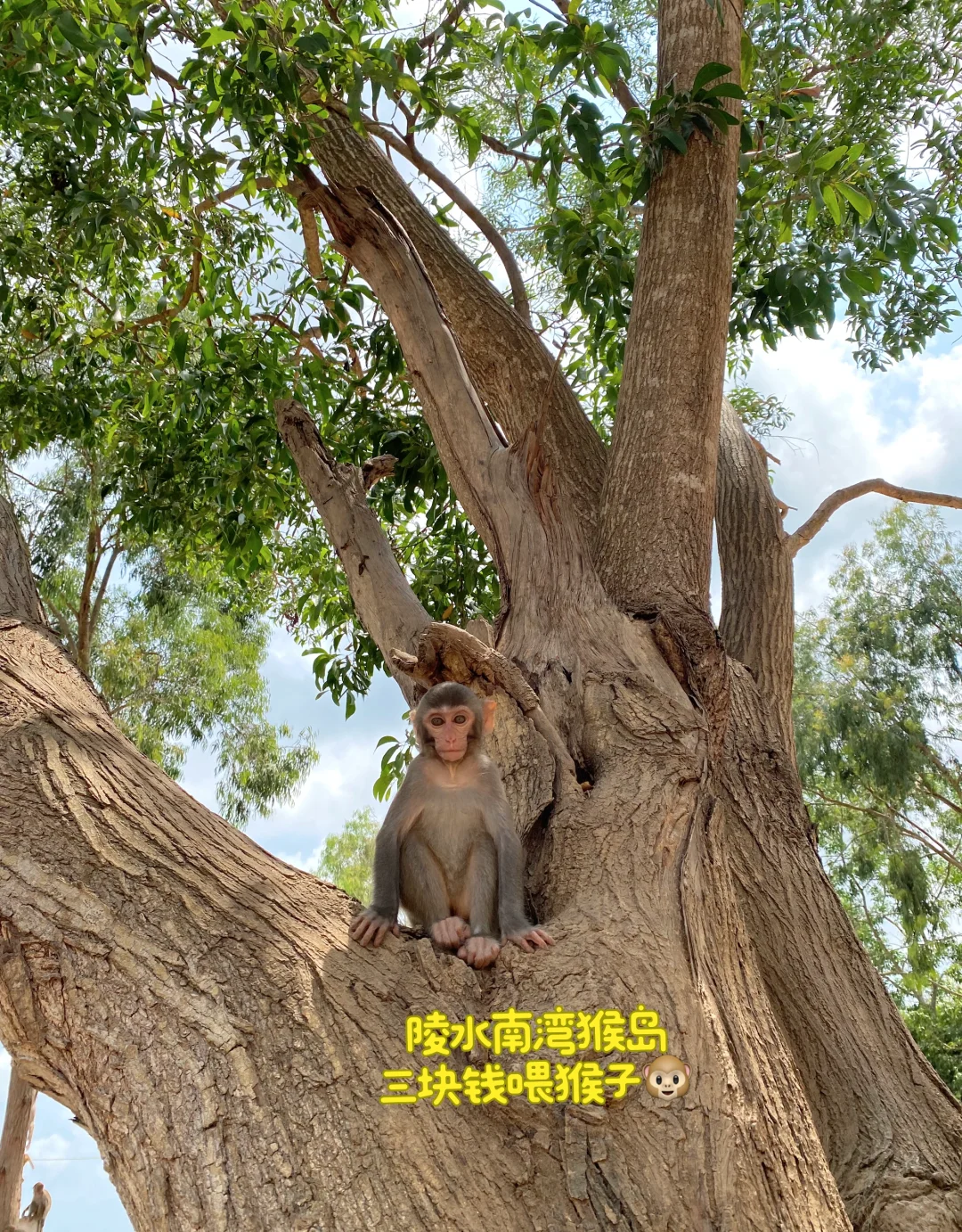 海南陵水｜三块钱到陵水南湾猴岛