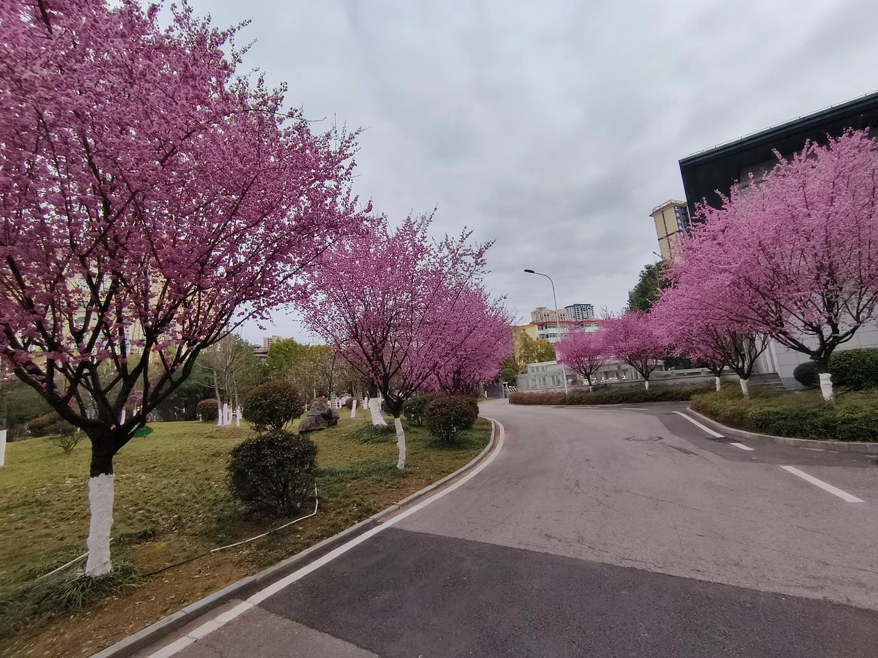 昨夜东风拂汉巴，今朝庭树绽芳华。
银鞍乍试轻尘路，粉蕊争开富贵花。
迎晓日，送流