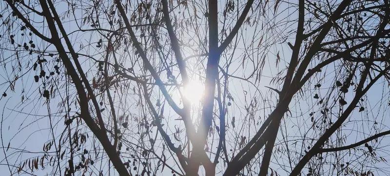 冬日生活打卡季 冬日生活打卡，真是太有意义了。初冬的风景美如画，有次午后去公园，