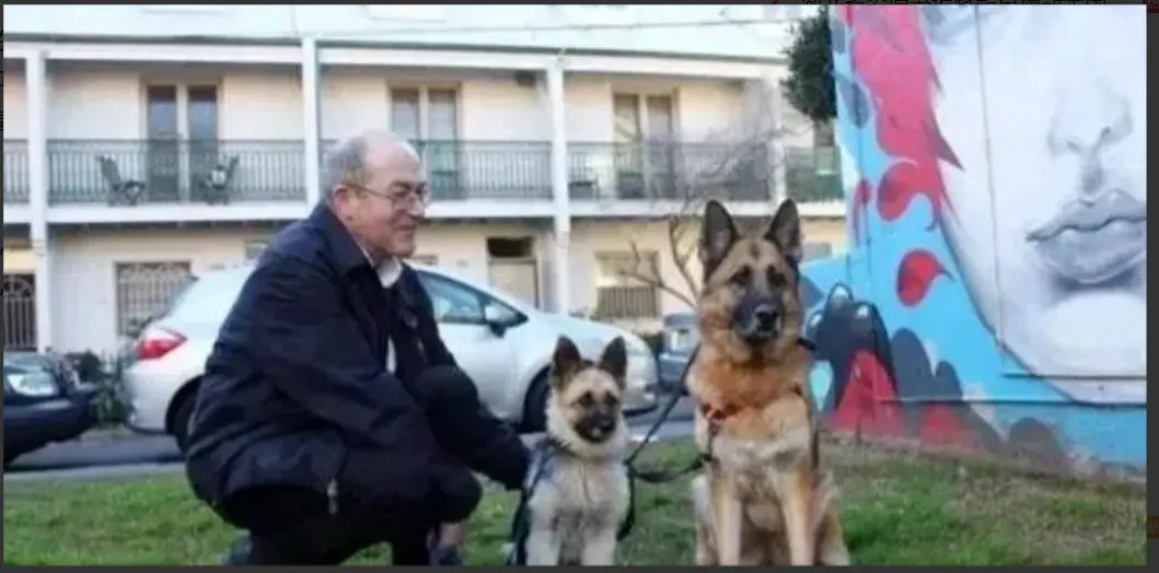 德牧患侏儒症终生长不大，医生建议安乐死，主人力排众议精心抚育…嗯国外一网友家的德