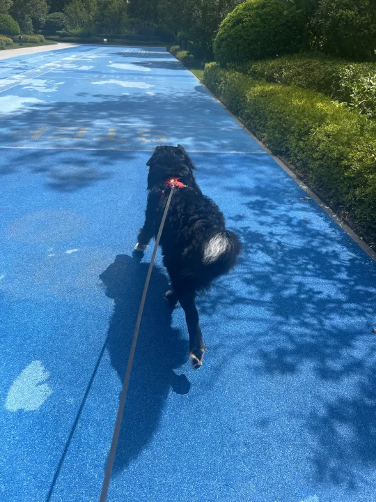 不是大脚是汗脚，黑色显瘦