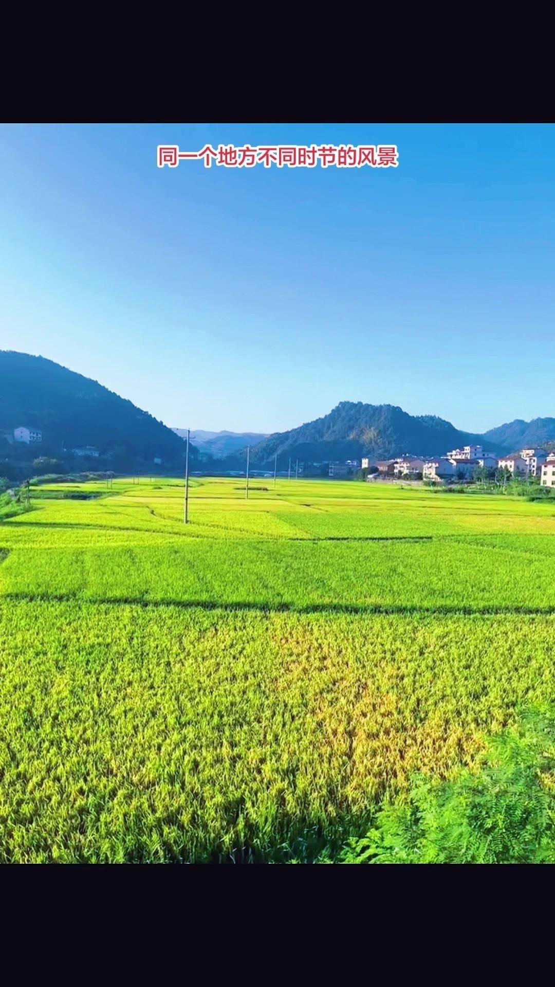 金黄稻田像铺了一层金毯子，风吹过泛起层层波浪，随手一拍都是电影感大片。站在田埂上