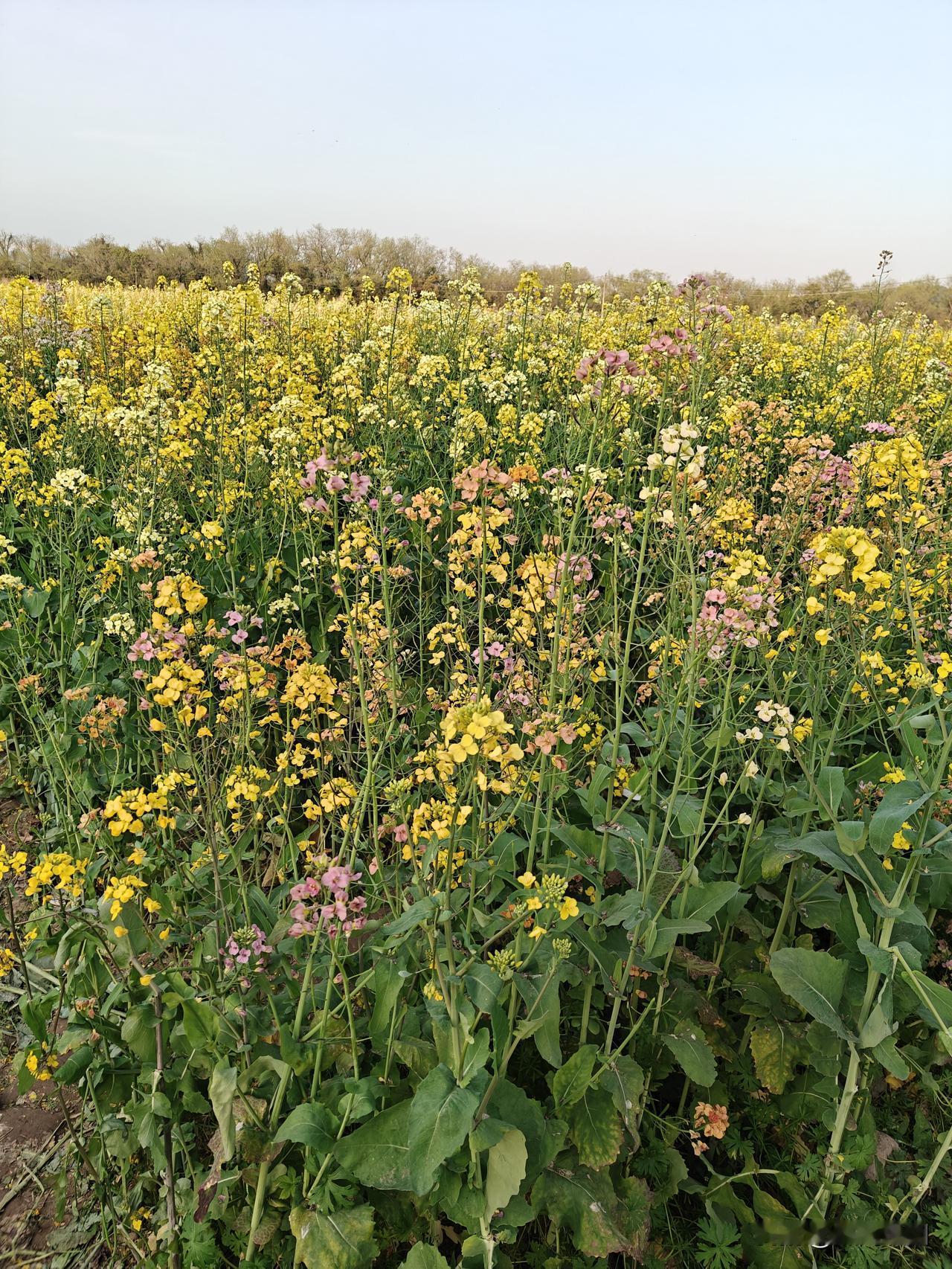 春天里，去看看百花齐放的盛景[大笑]享受一下大自然的魅力！