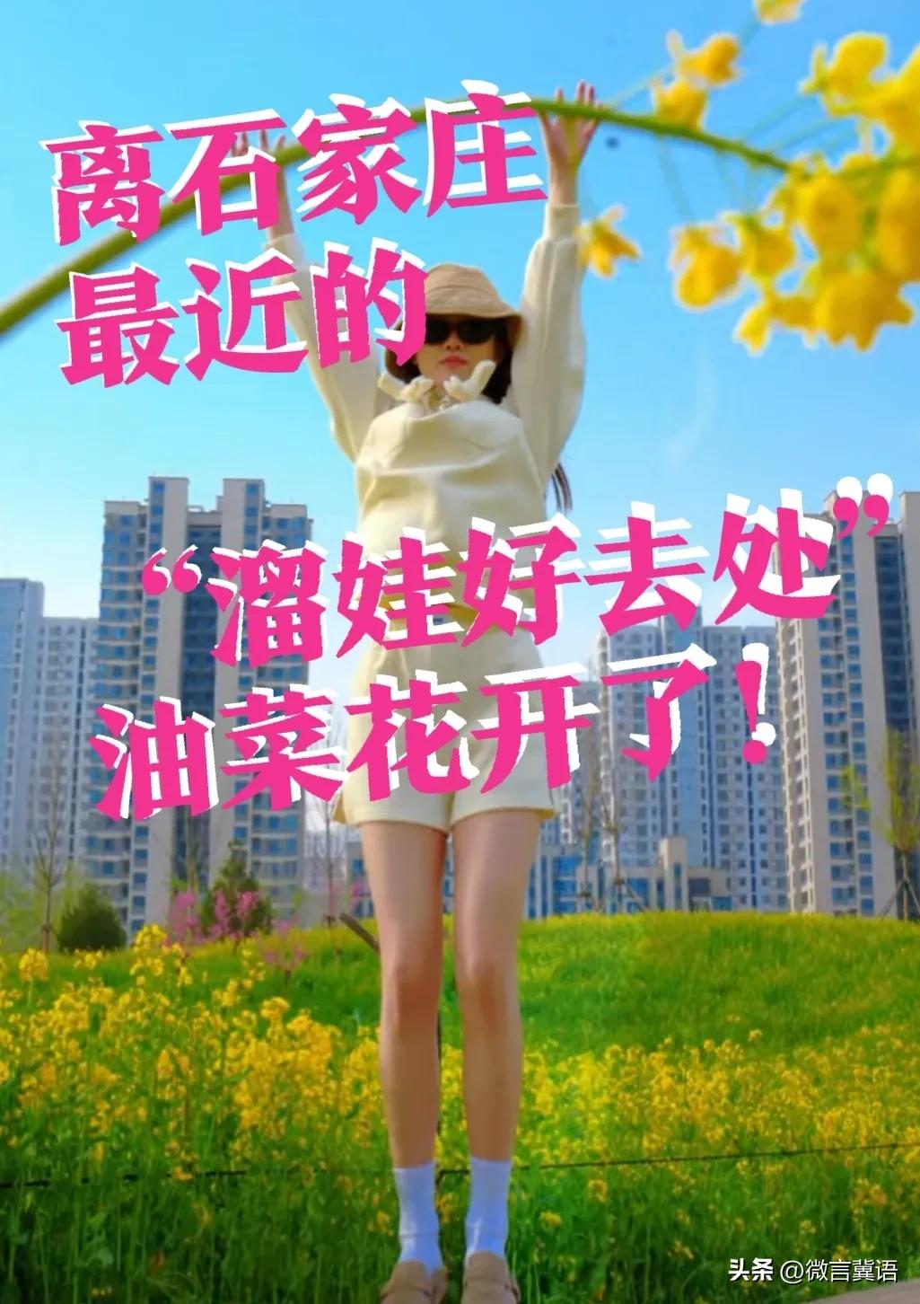 【石家庄南二环，“油菜花海”！】
这里应该是，离石家庄市区最近的油菜花开了！去年