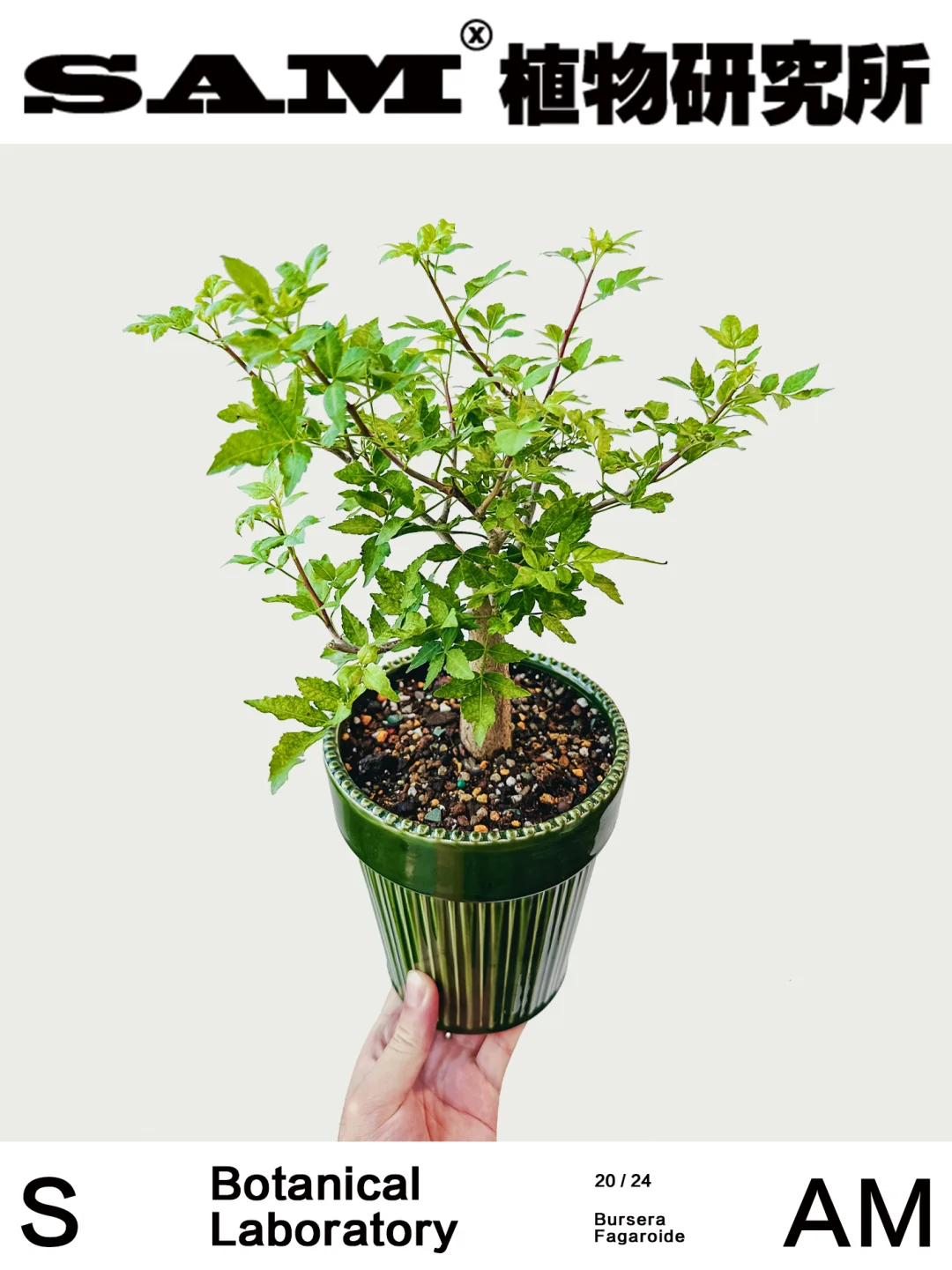芳香裂榄｜Bursera Fagaroide