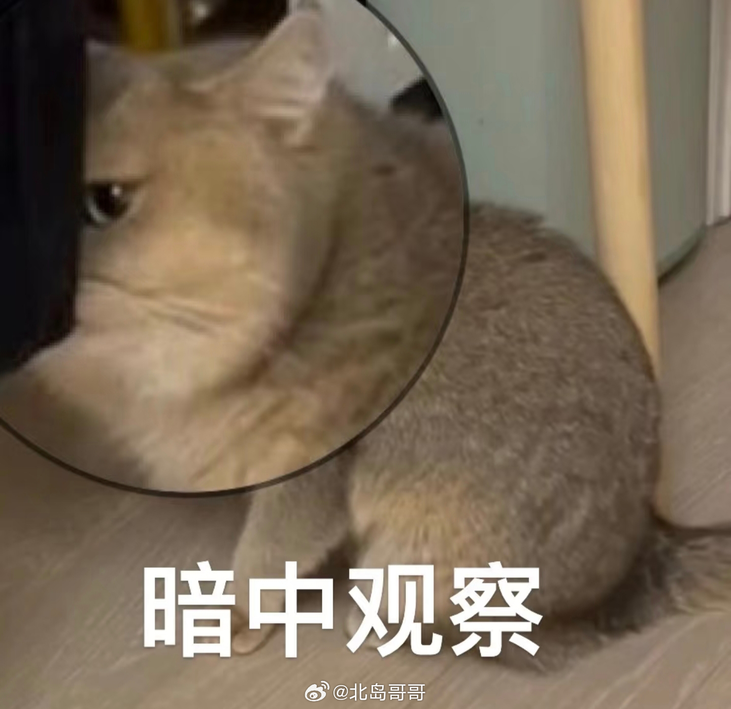据说通义要赞助南通队，因为热AI，通通拿下！这波十三子夺嫡，我站南哥！(南京你坐