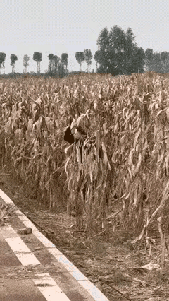 从她出来时候的表情来看，很开心，很惬意，也很轻松，你们说这是为什么呢？