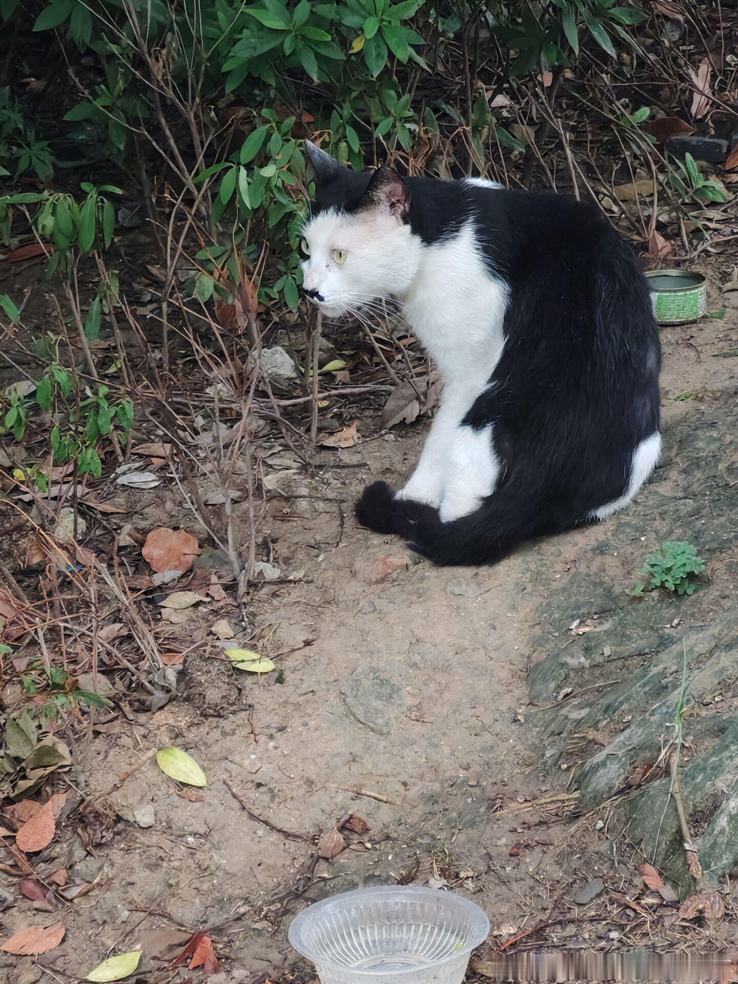 49767【丑猫】舍友拍的 