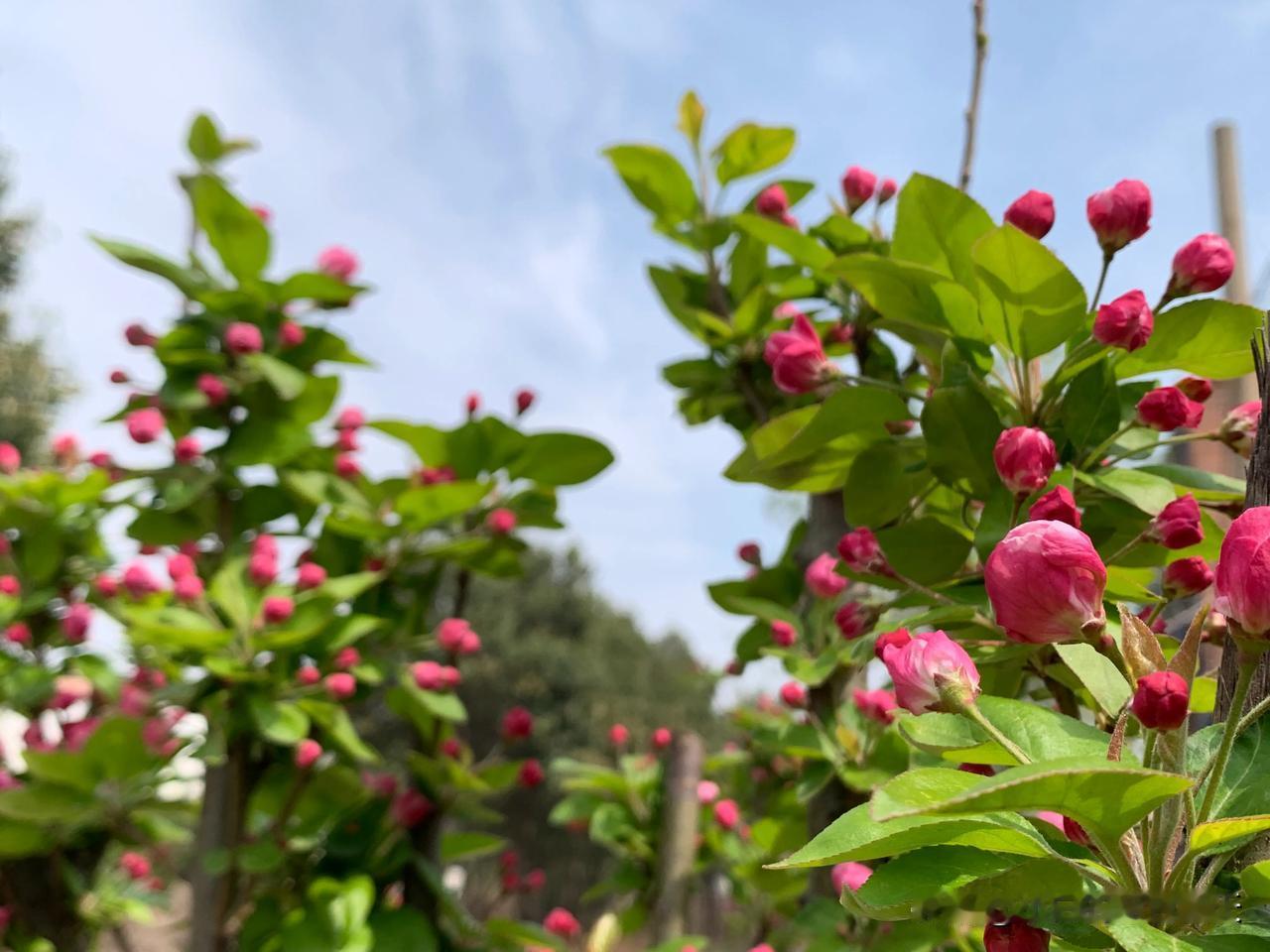 #春日生活打卡季#著雨胭脂点点消，半开时节最妖娆。