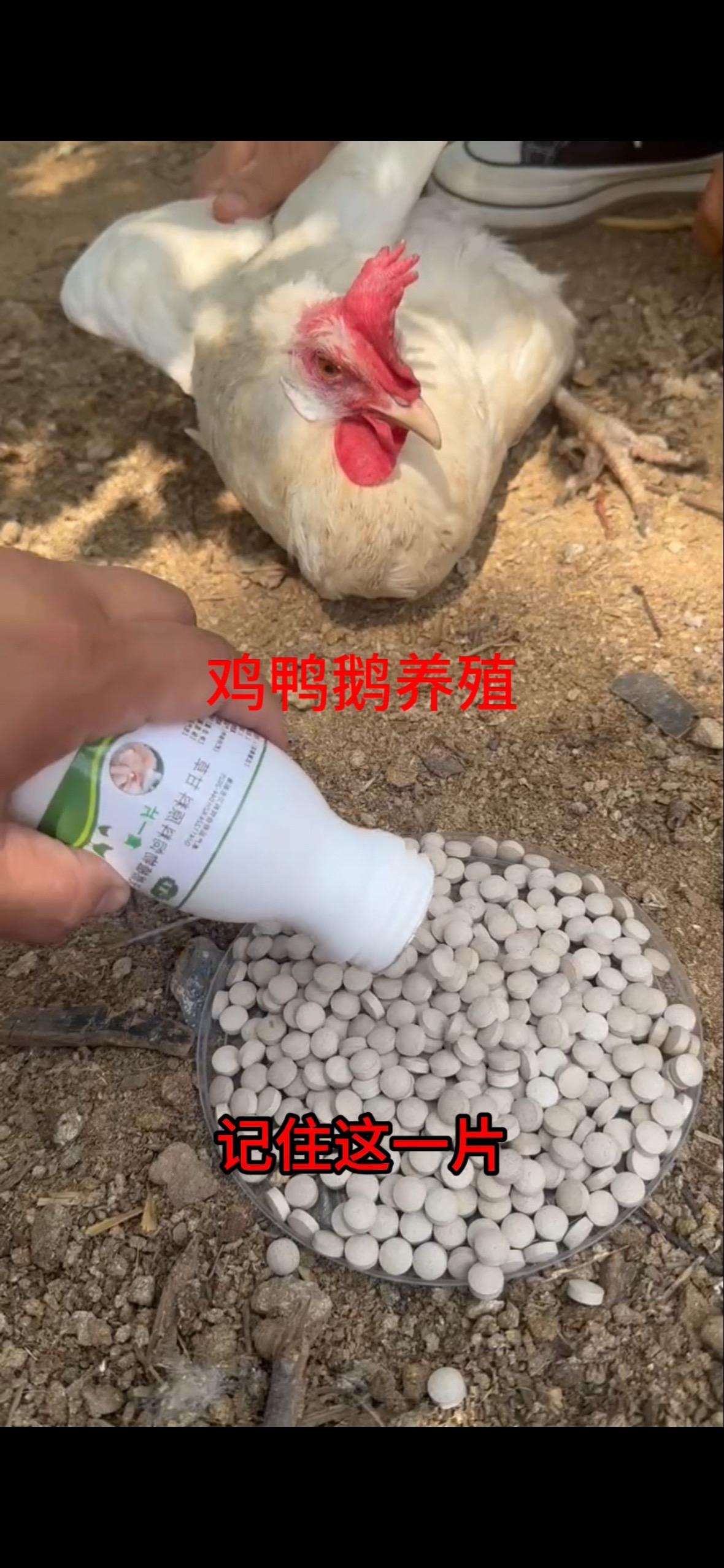 喂一片，一年四季都好养