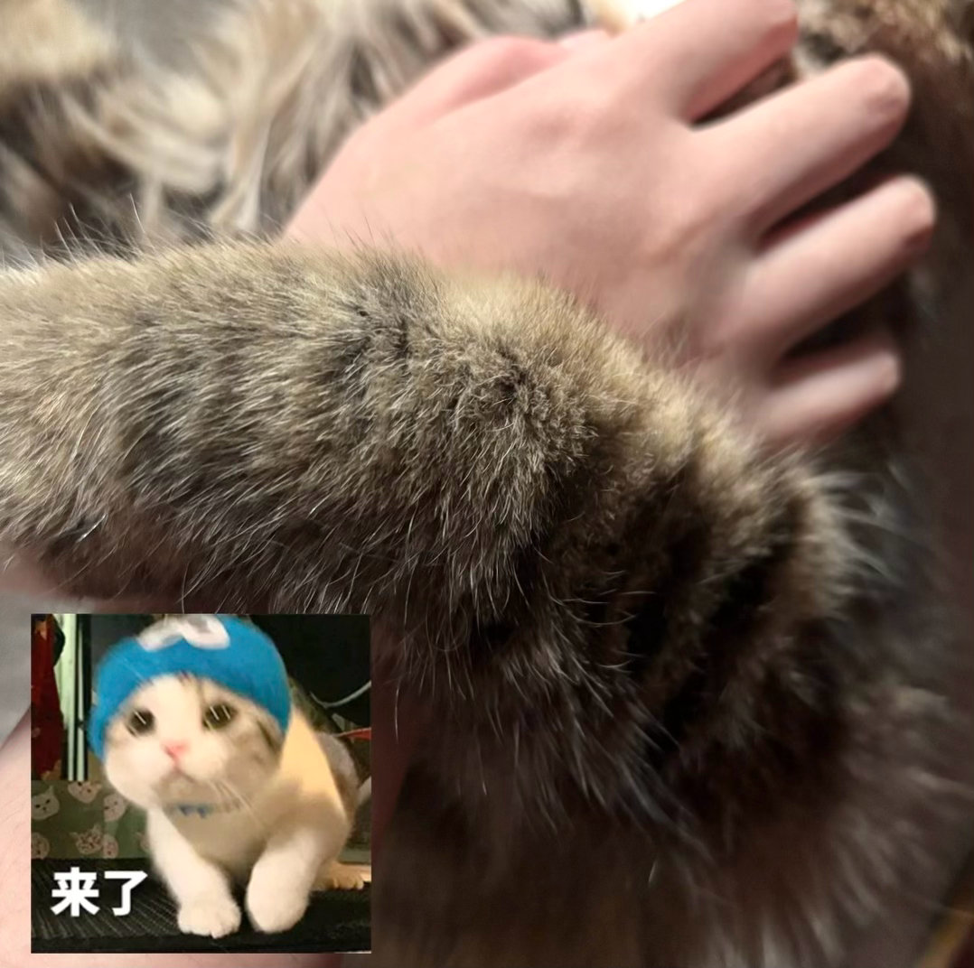 今天是小咪呀🐱 