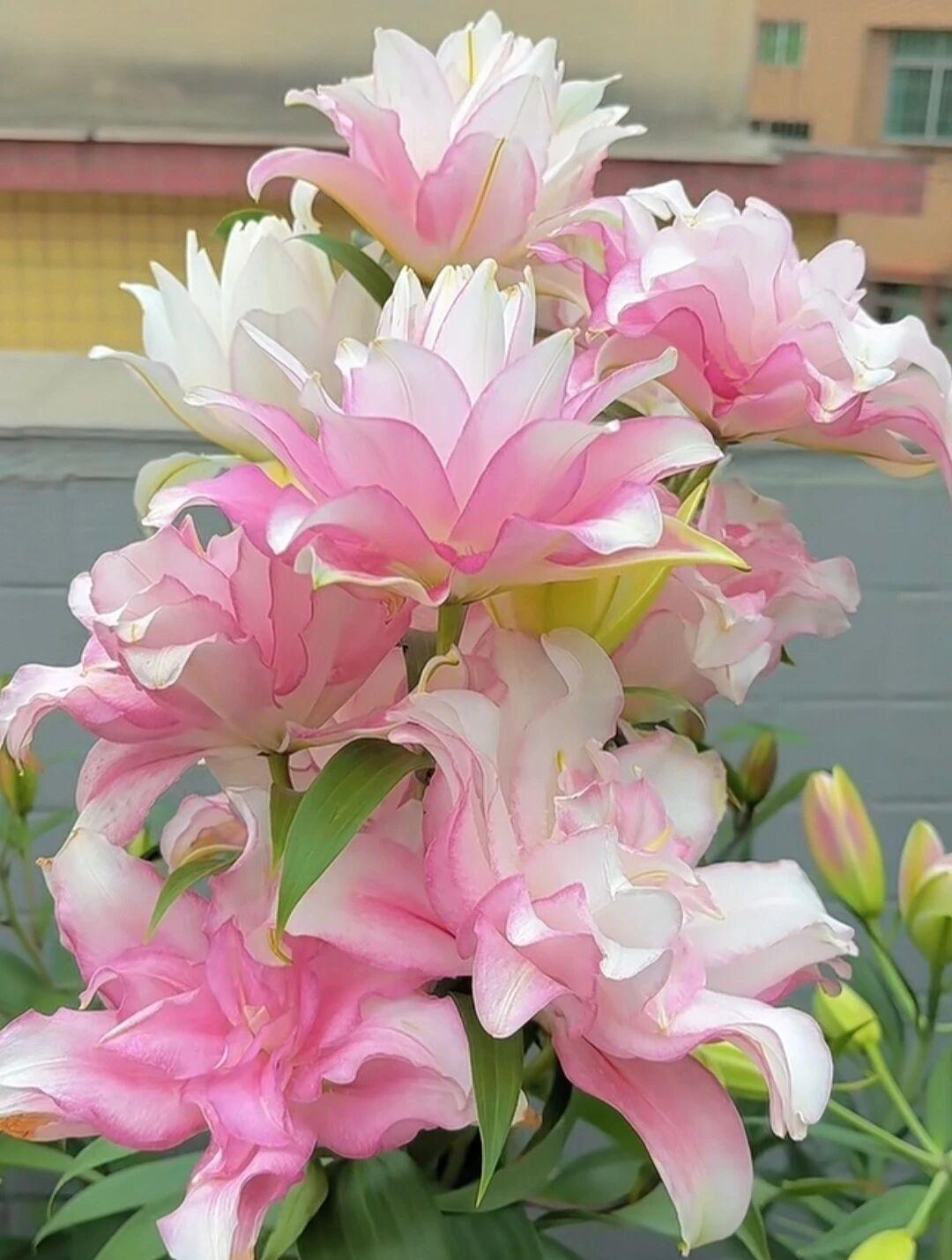 记录我的2026今天老早都起来了。真的睡不着啦。包个夜晚两三点都醒了。得好长时间